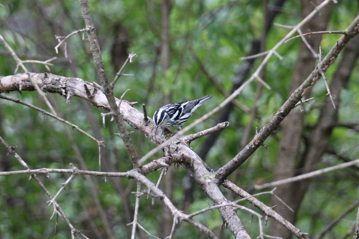Black-and-white Warbler - Mike Stinson
