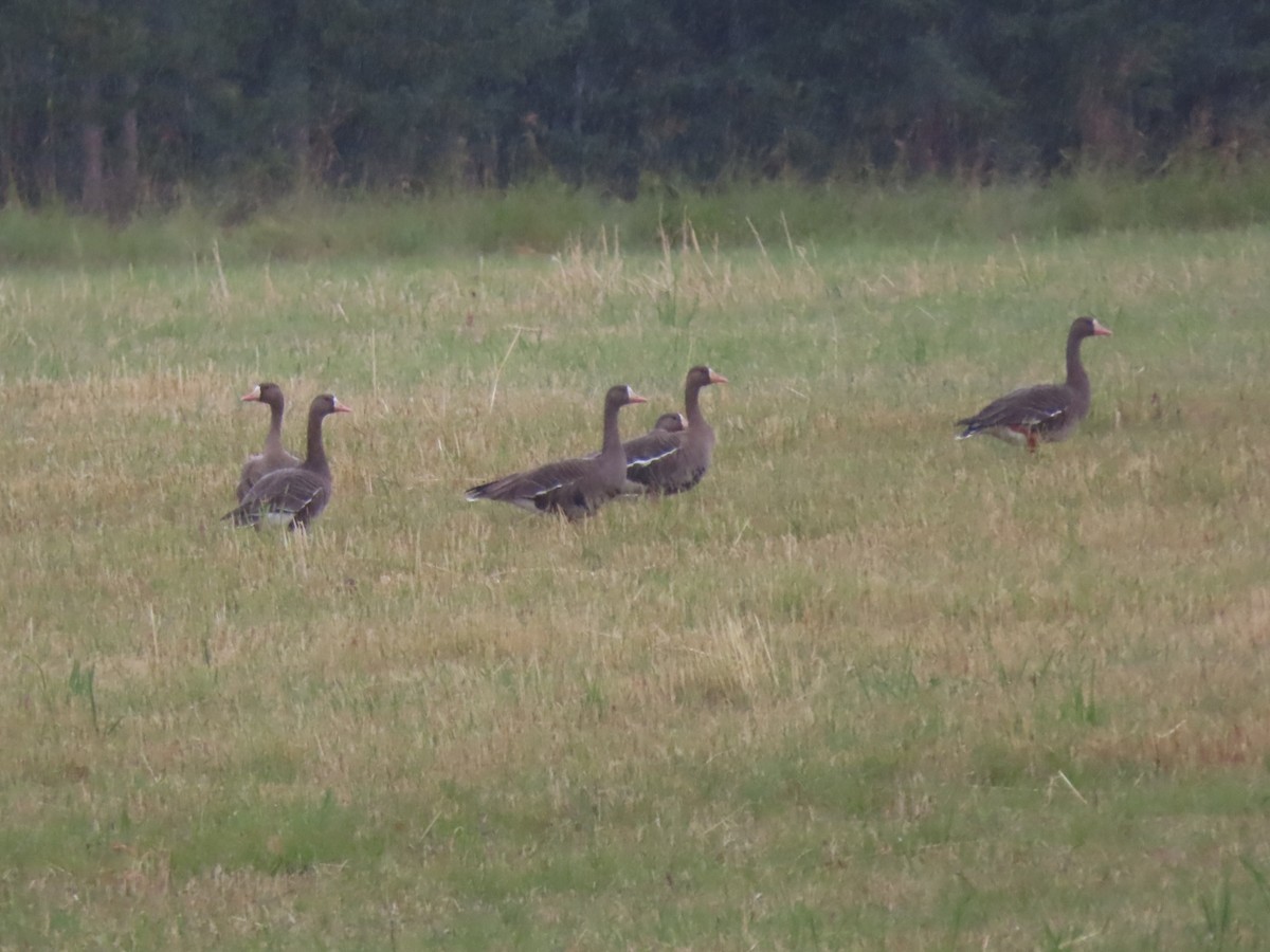 Greater White-fronted Goose - ML481519111