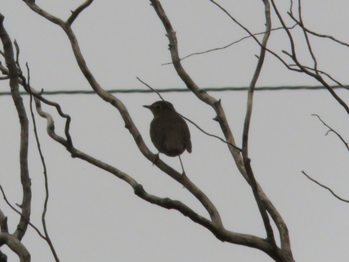 Swainson's Thrush - ML481519401