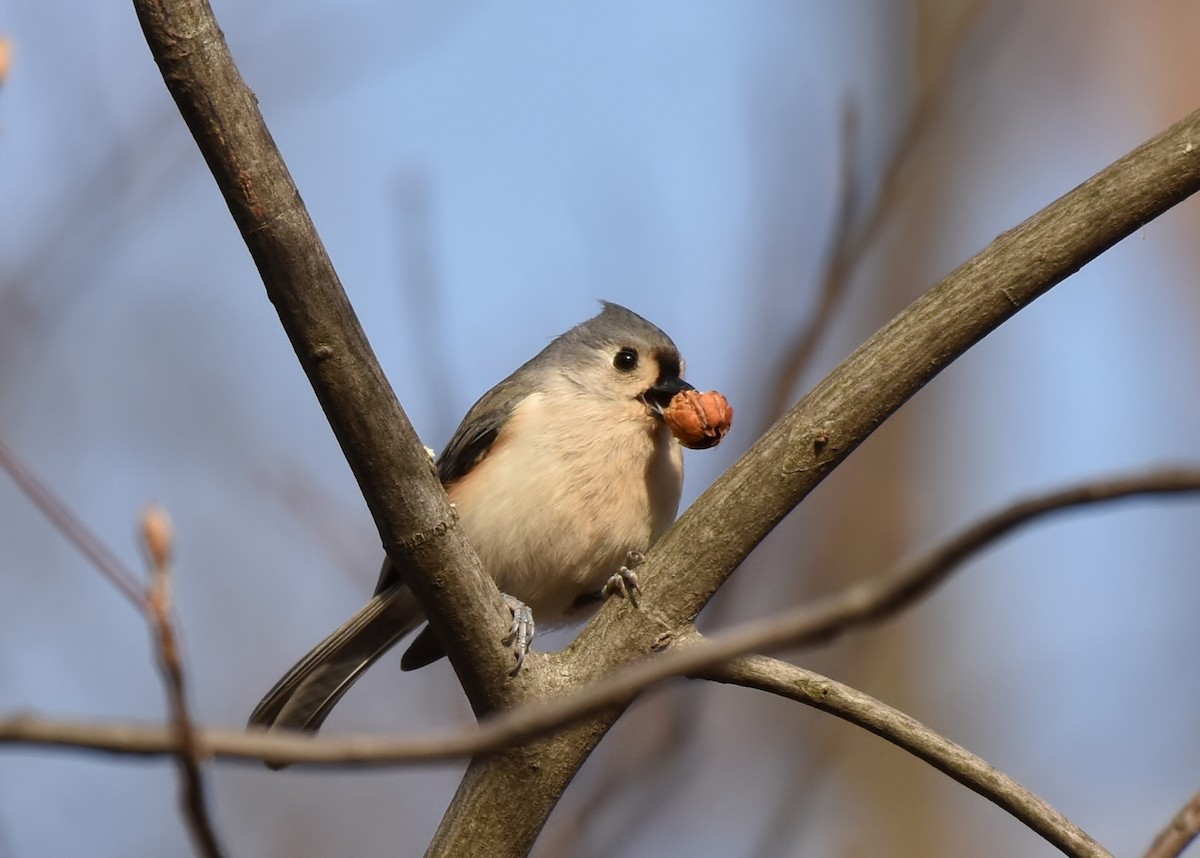 Tufted Titmouse - Don Carbaugh