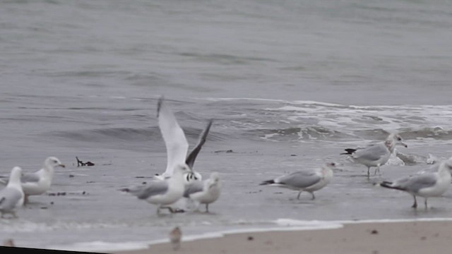 Black-legged Kittiwake - ML481521281