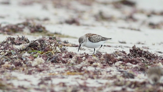 Bergstrandläufer - ML481521291