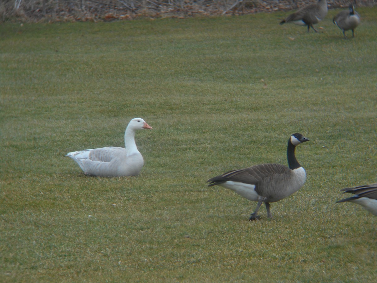 Graylag x Canada Goose (hybrid) - ML48152171