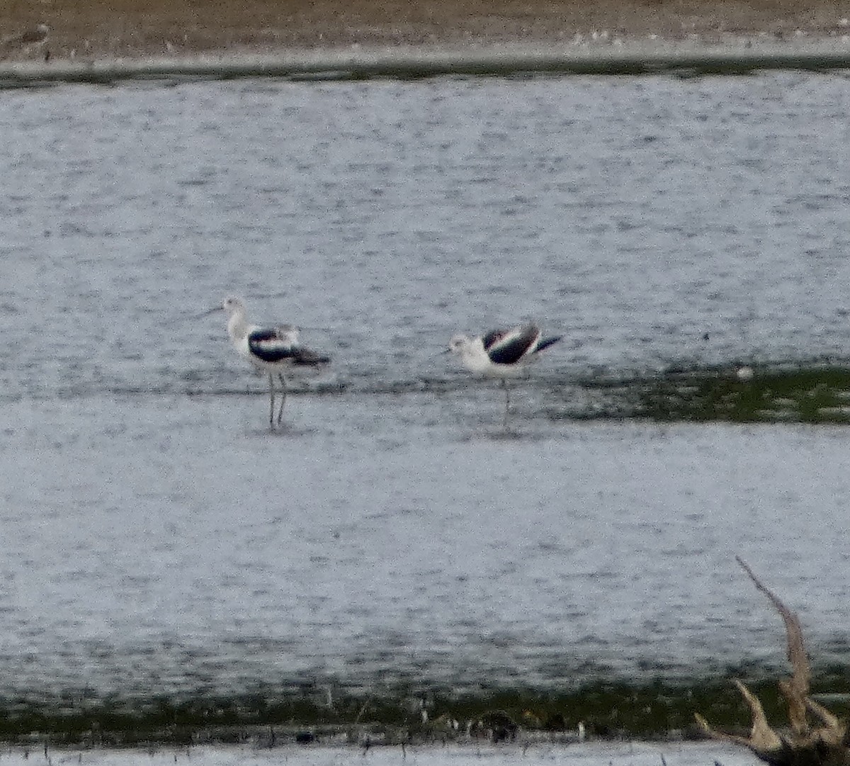 Avocette d'Amérique - ML481522001