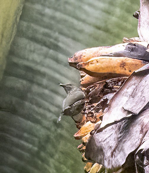 Thick-billed Berrypecker - ML481522071