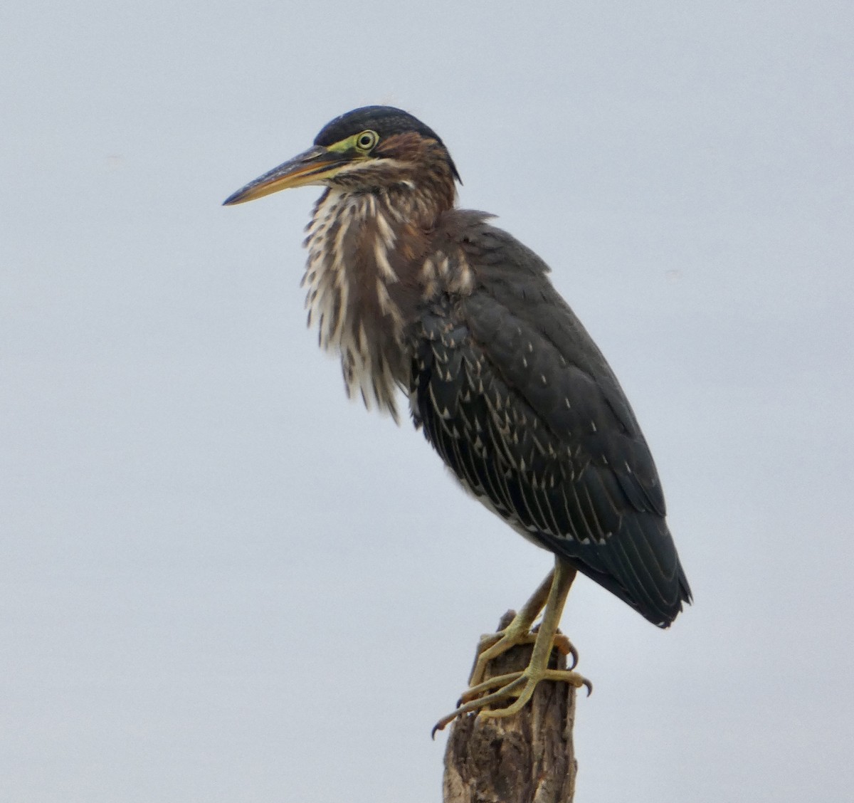 Green Heron - ML481522481