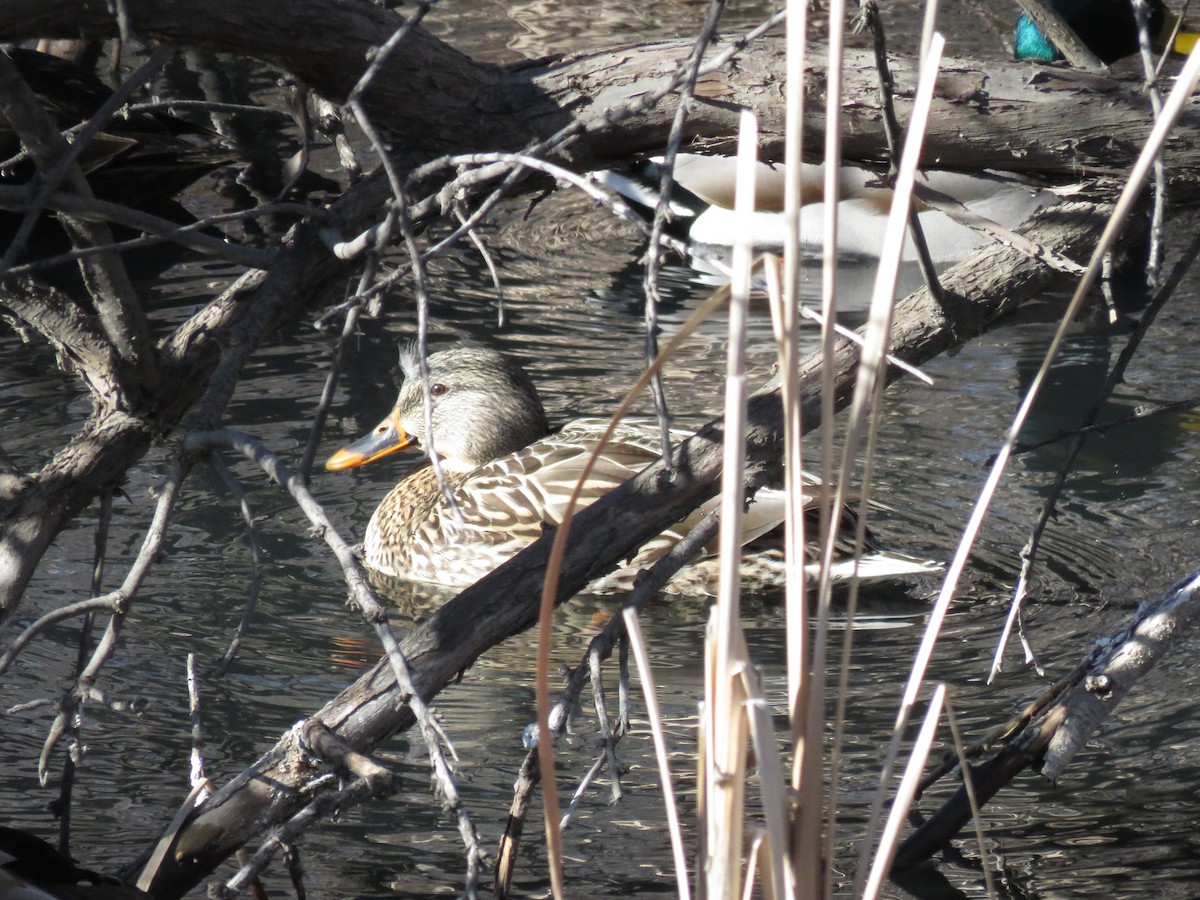 Mallard - Jan Thom