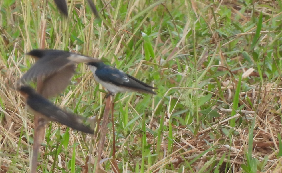 Tree Swallow - ML481522611