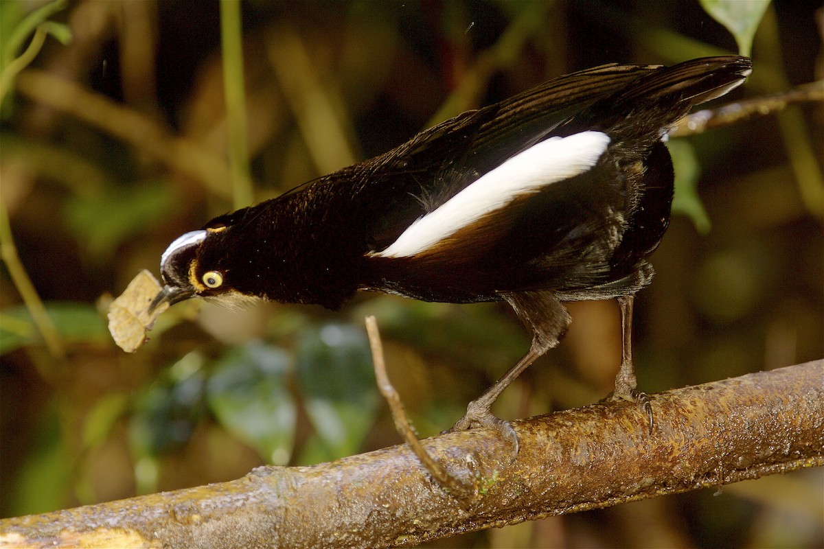 Carola's Parotia - ML48152301