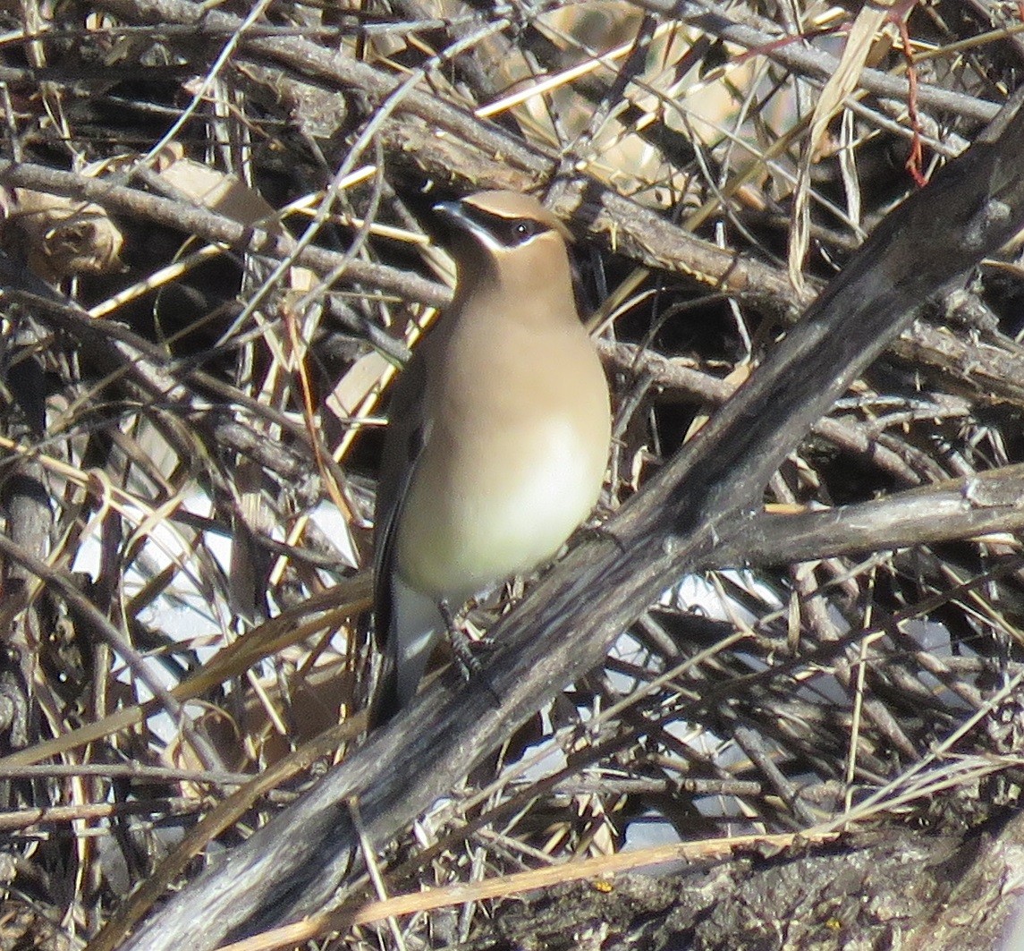 Cedar Waxwing - ML48152391