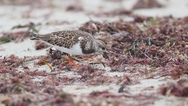 Ruddy Turnstone - ML481526191