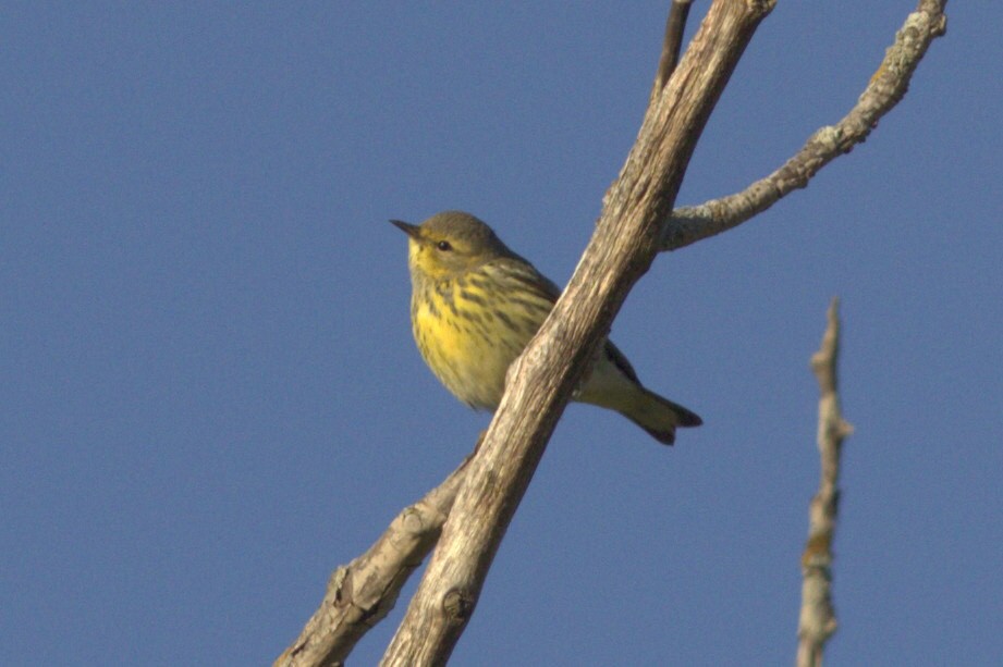 Cape May Warbler - Mary Powers