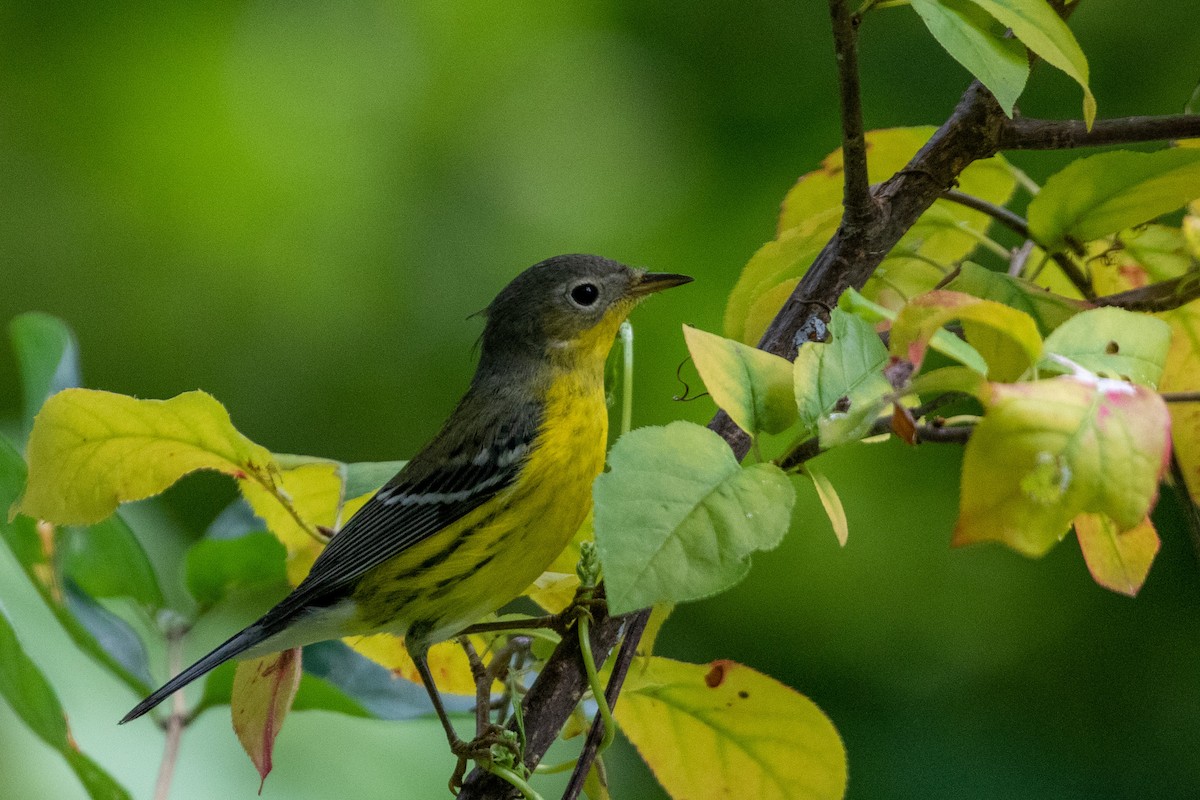 Magnolia Warbler - ML481526811