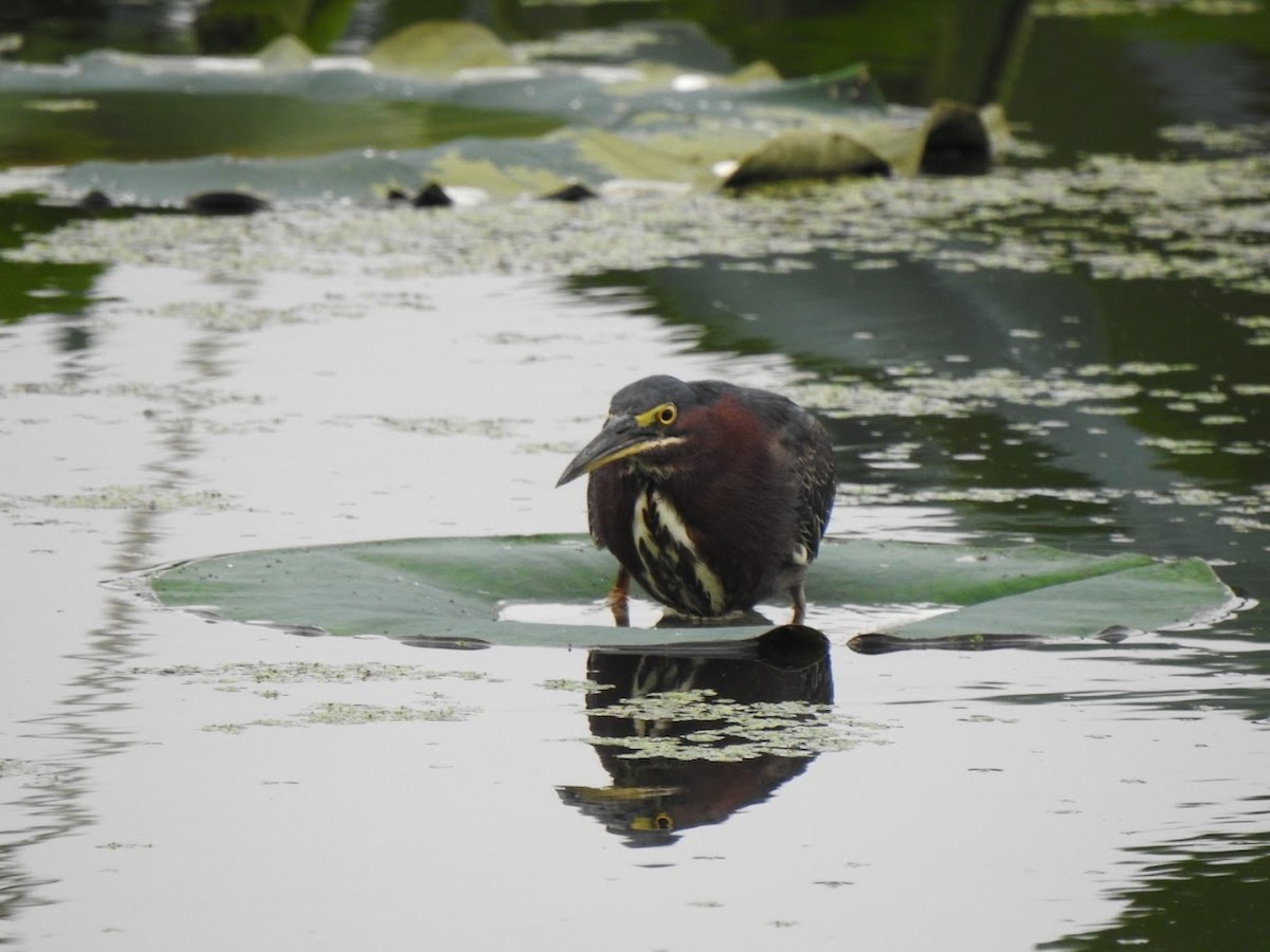 Green Heron - Michaela Plante