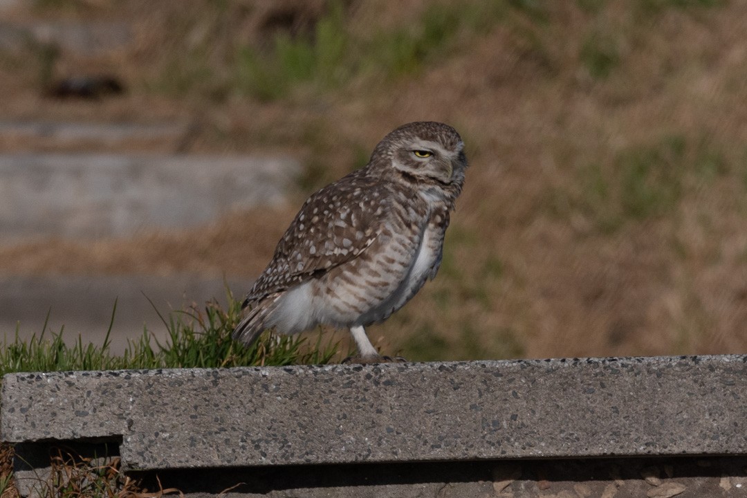 Burrowing Owl - Victor Hugo Michelini