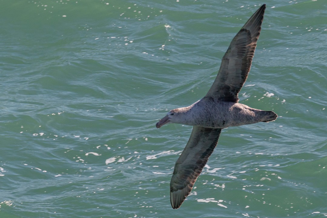 Northern Giant-Petrel - ML481528201