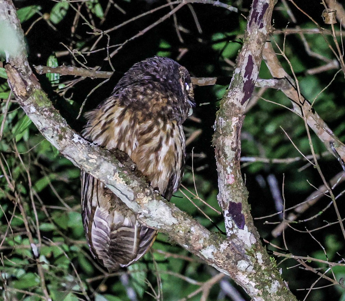 Mottled Owl (Atlantic Forest) - ML481529091