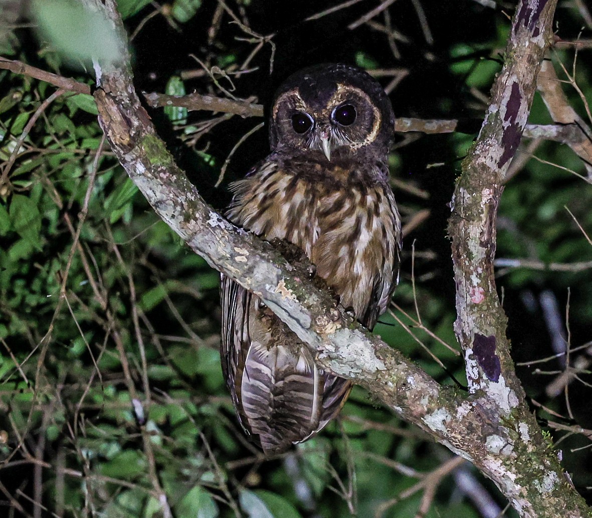 Mottled Owl (Atlantic Forest) - ML481529101