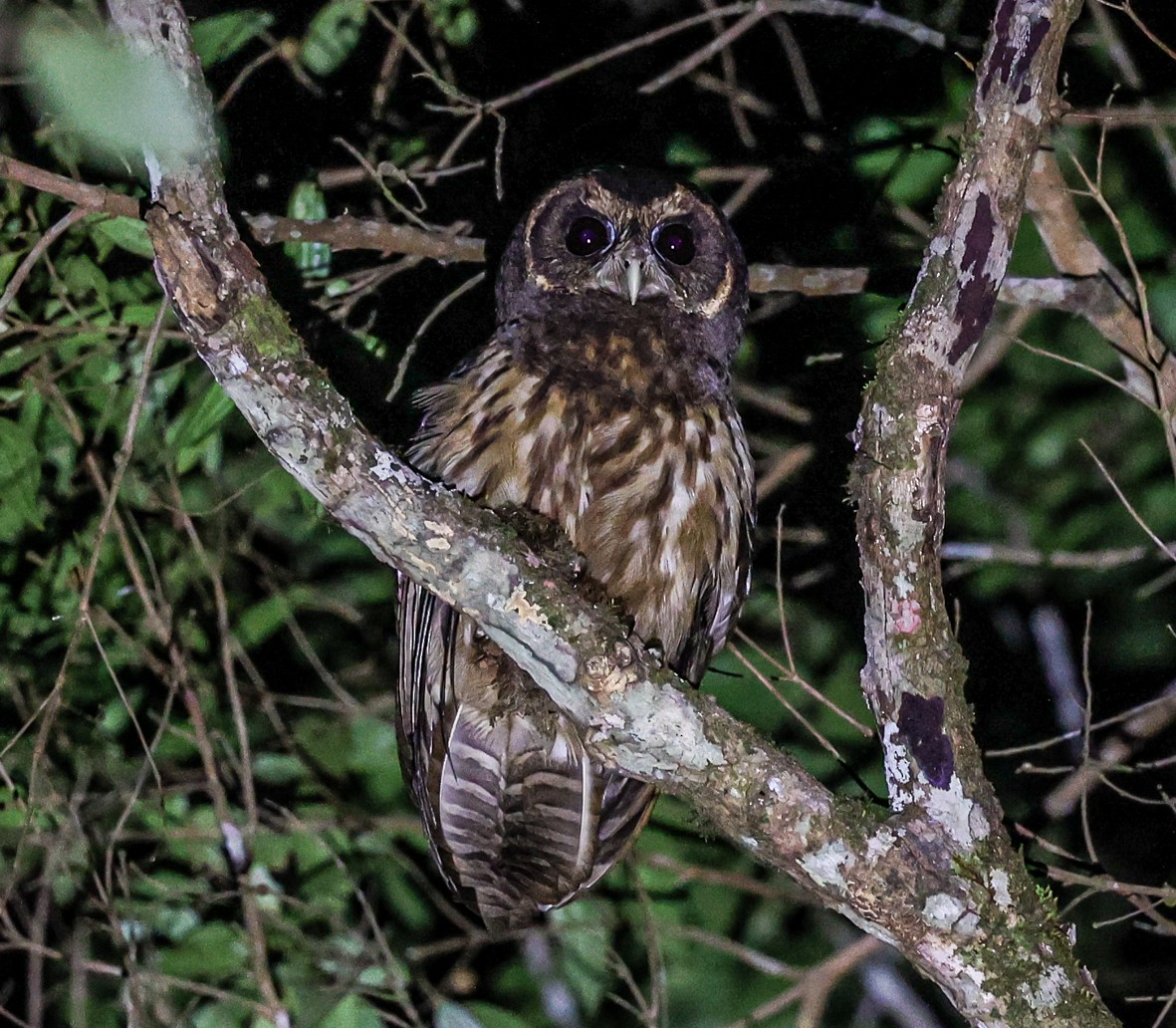 Mottled Owl (Atlantic Forest) - ML481529111