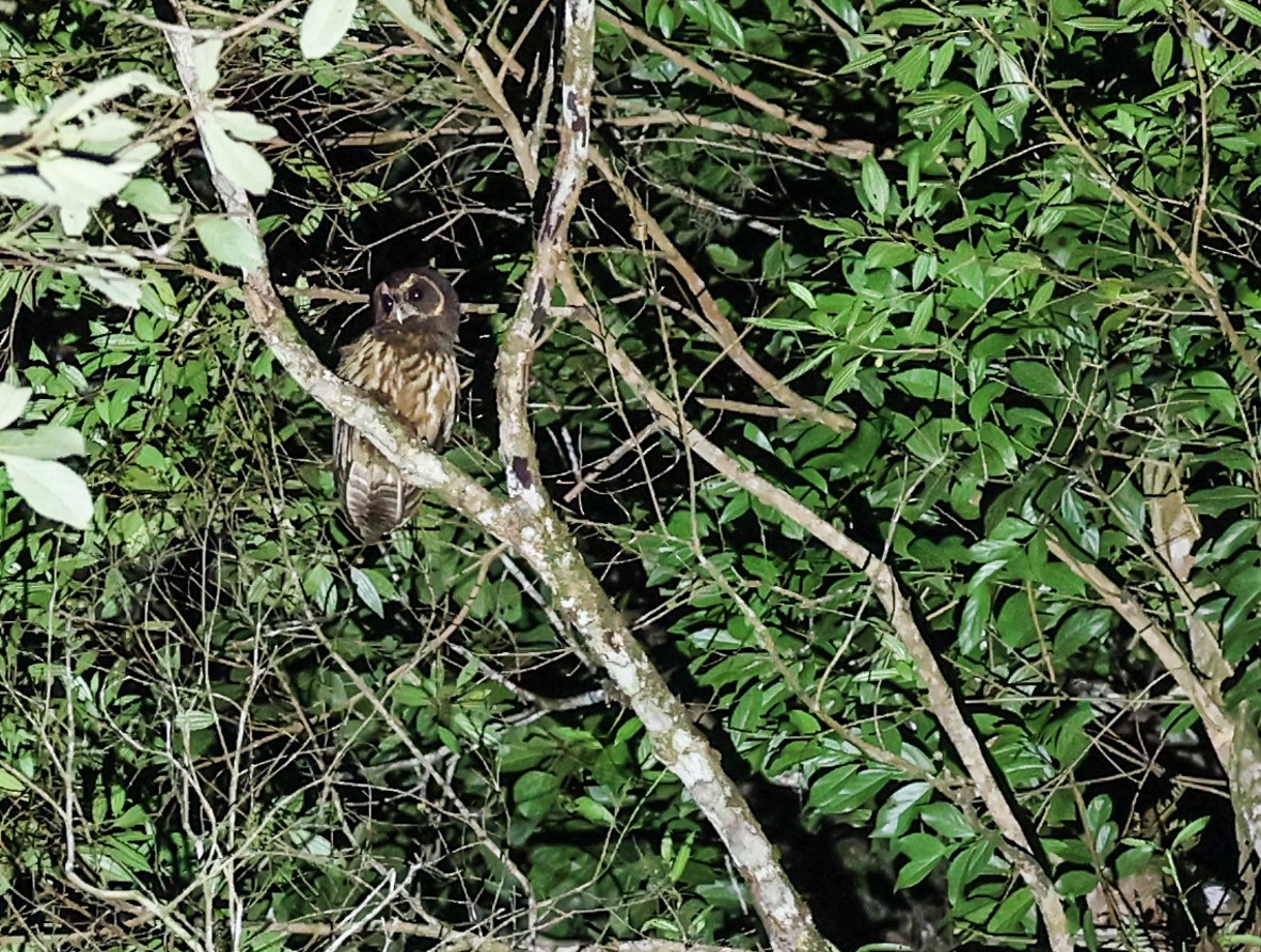 Mottled Owl (Atlantic Forest) - ML481529121