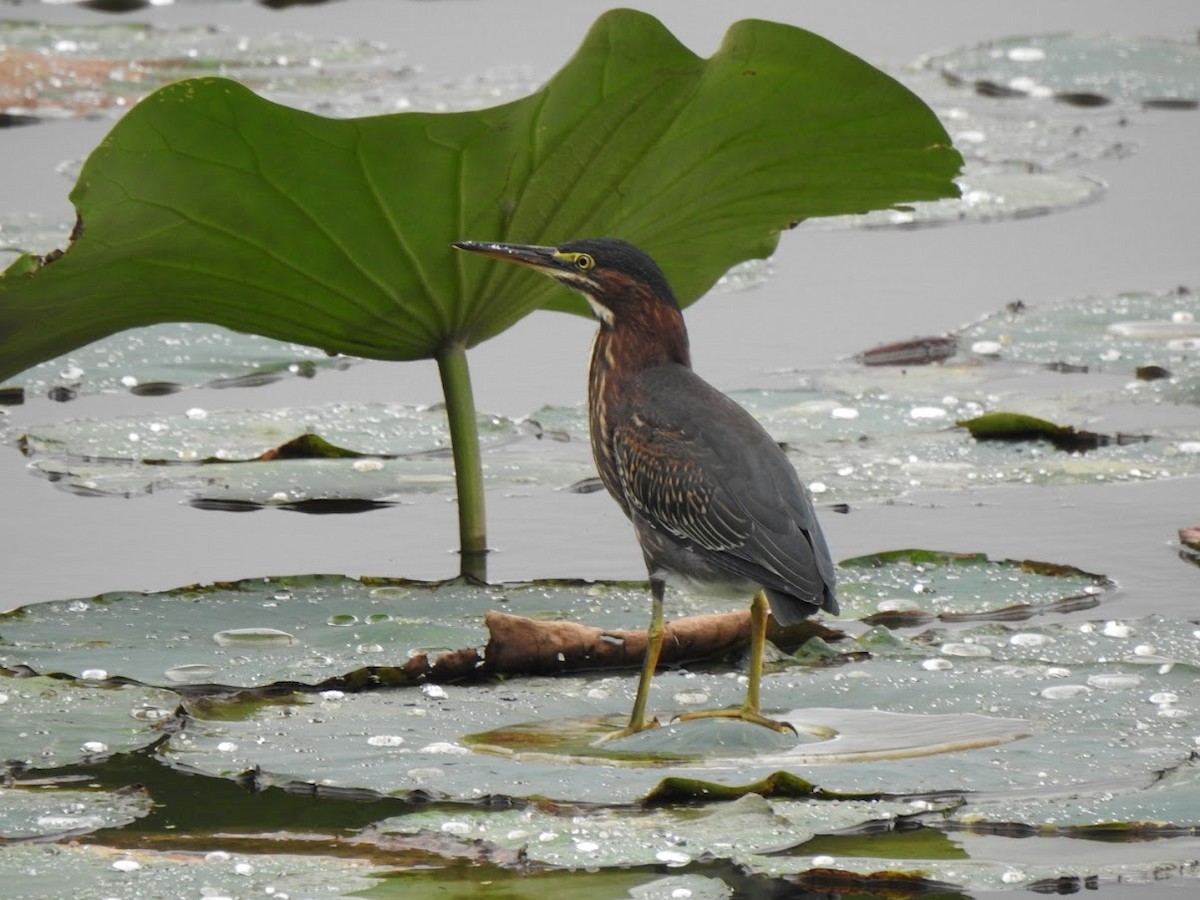 Green Heron - Michaela Plante