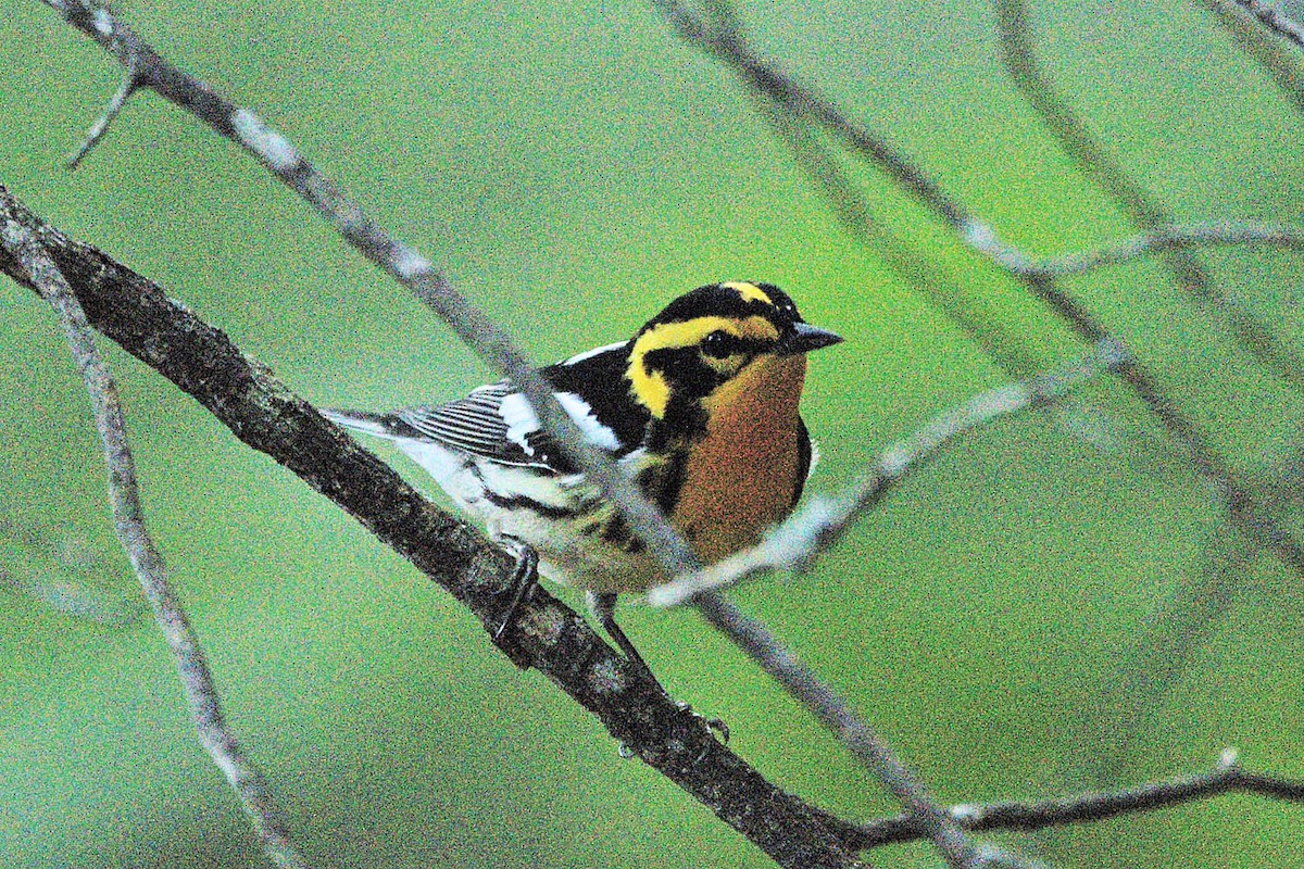 Blackburnian Warbler - ML481531341