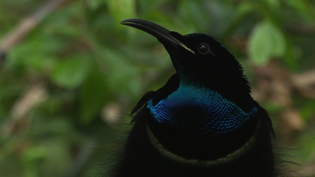 Magnificent Riflebird - ML481532