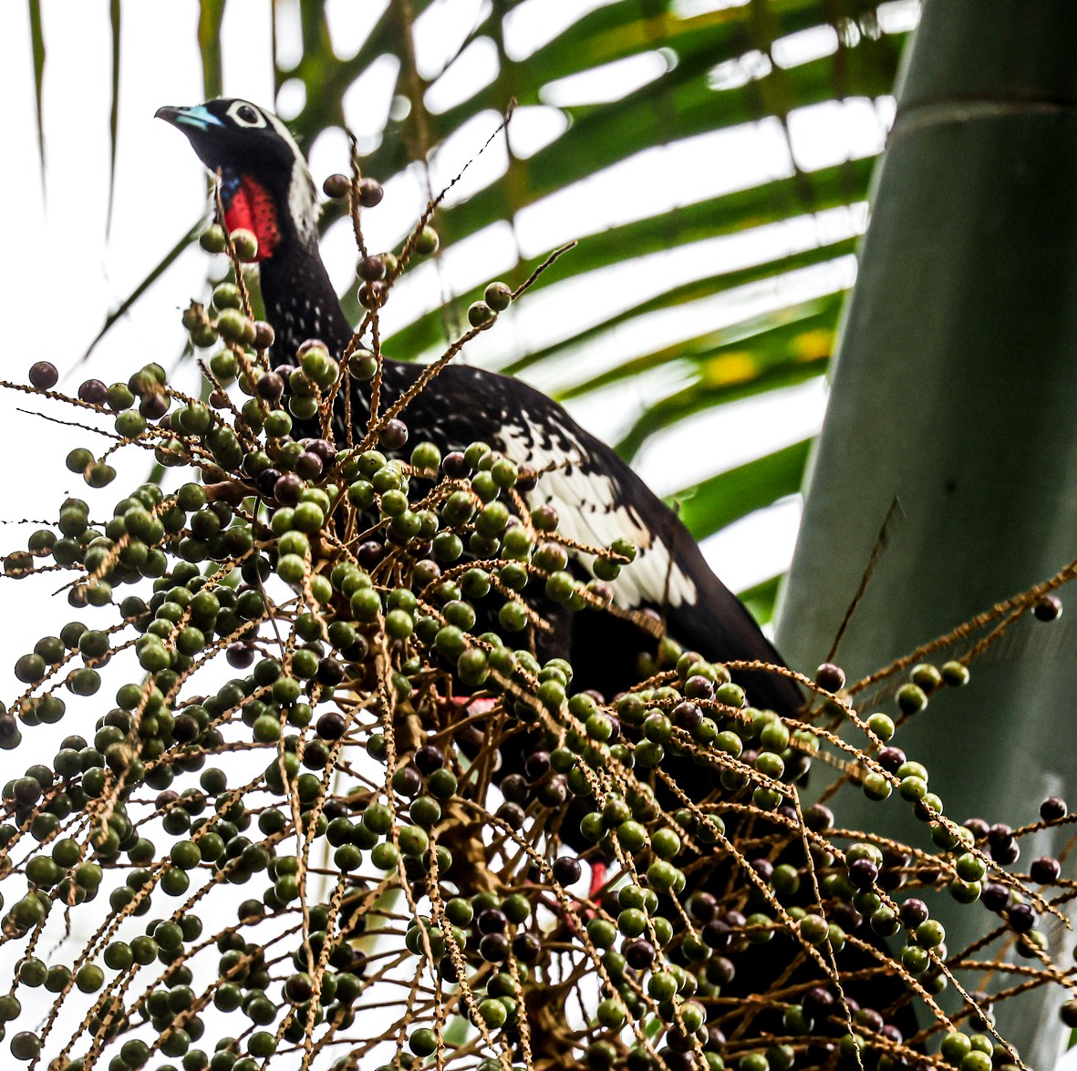 Black-fronted Piping-Guan - ML481532471