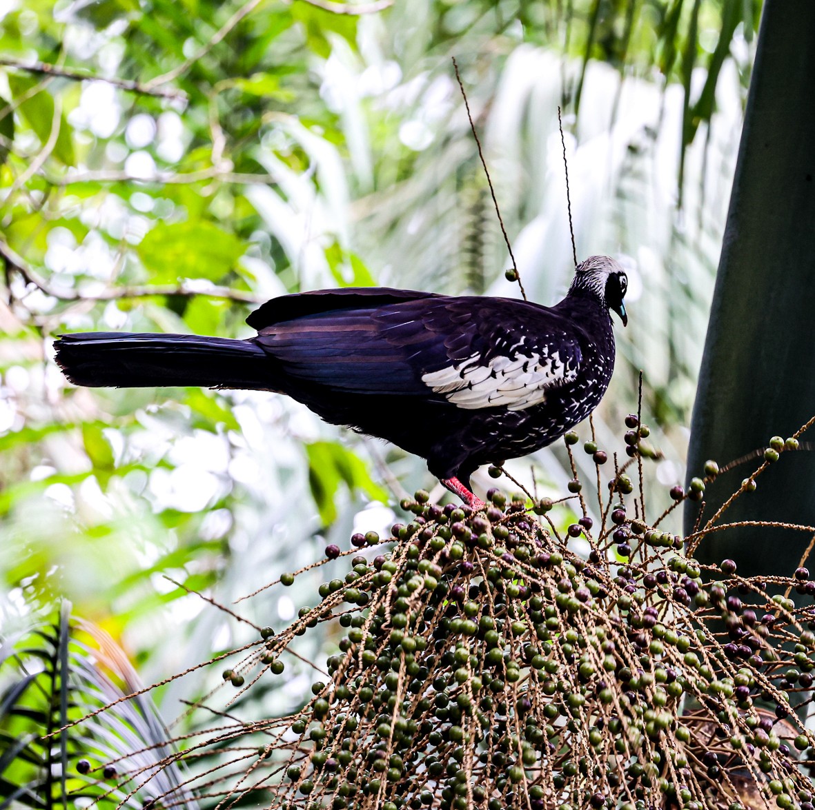 Black-fronted Piping-Guan - ML481532501