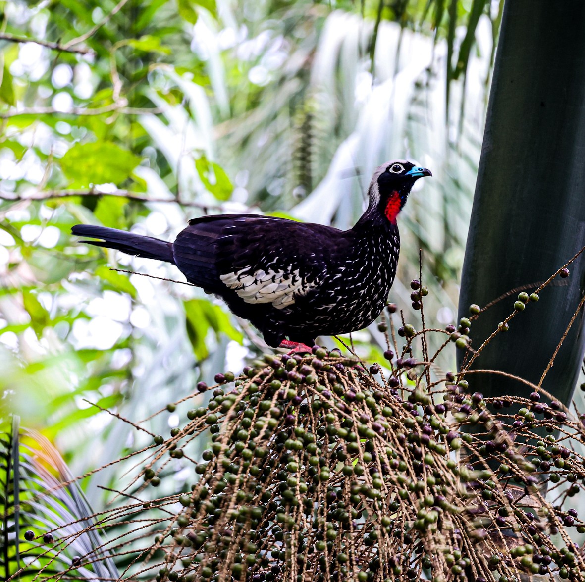Black-fronted Piping-Guan - ML481532511
