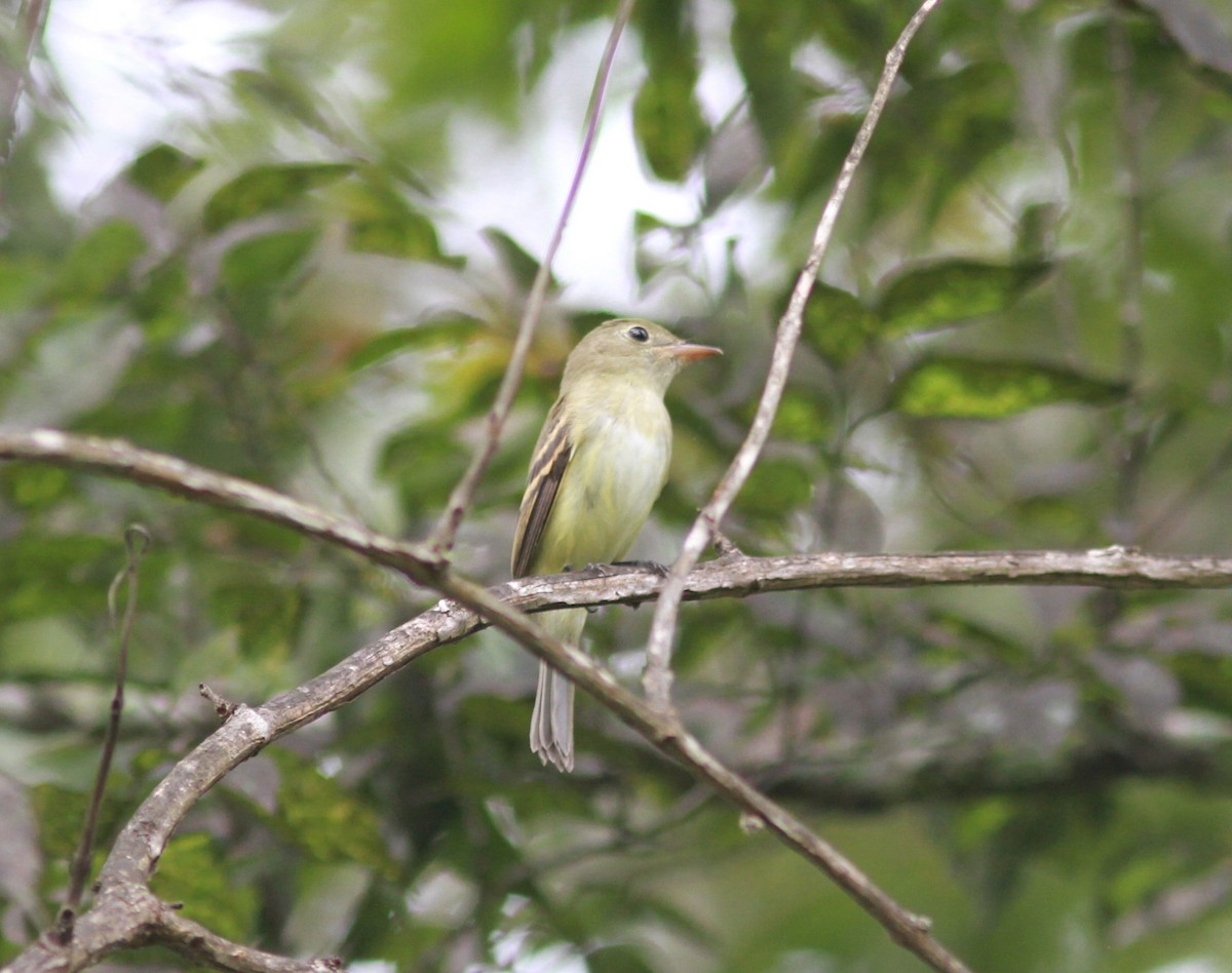 Acadian Flycatcher - David Vander Pluym