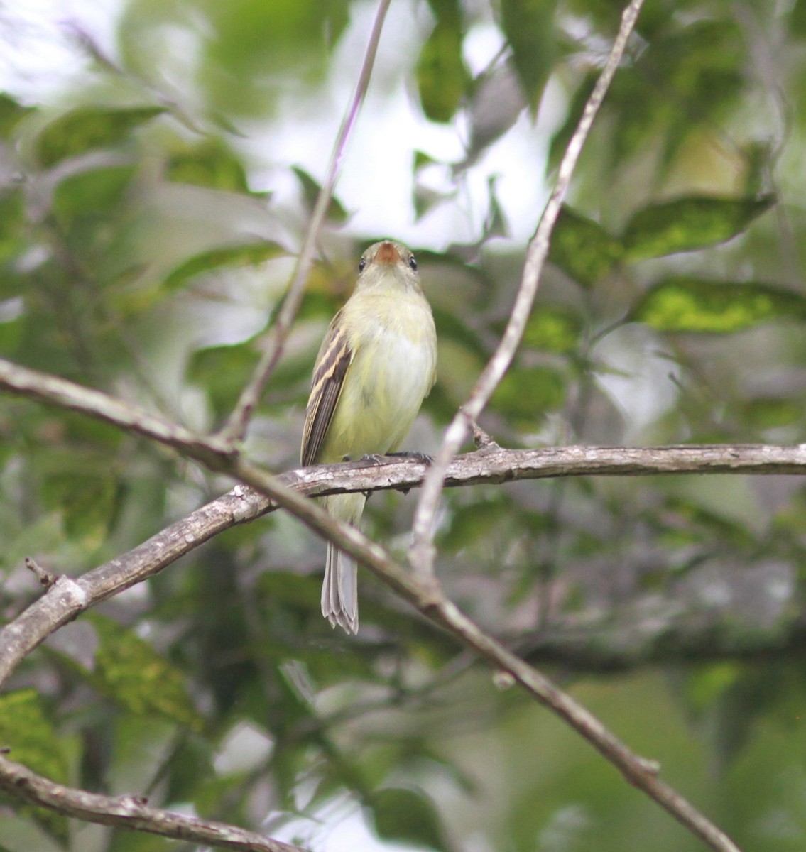 Acadian Flycatcher - David Vander Pluym