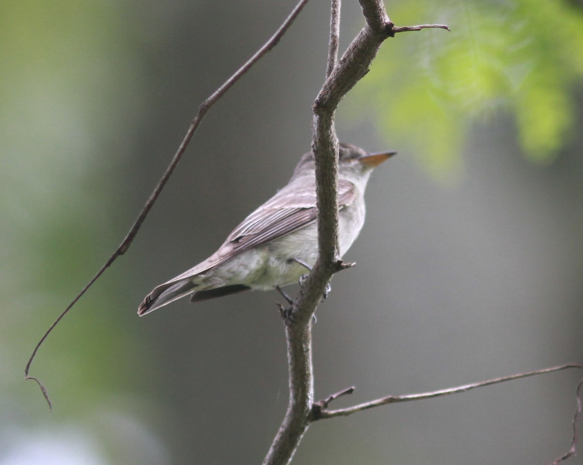 Eastern Wood-Pewee - ML481534461