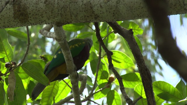 Wompoo Fruit-Dove - ML481535