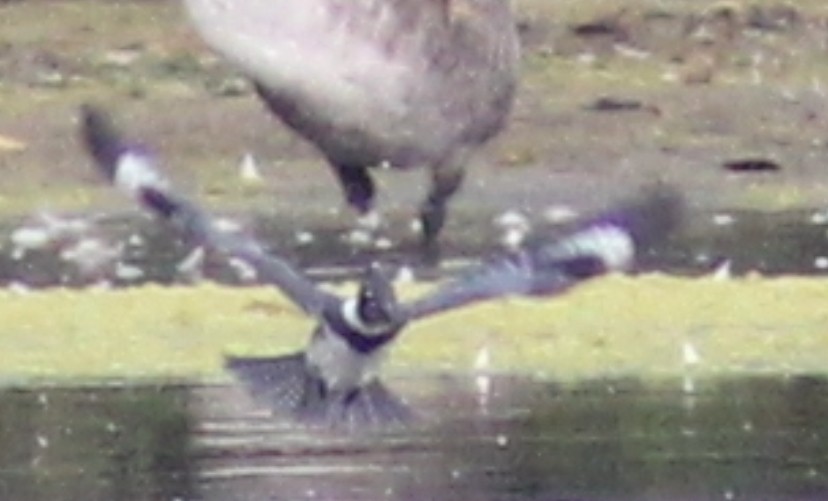 Martin-pêcheur d'Amérique - ML481535221