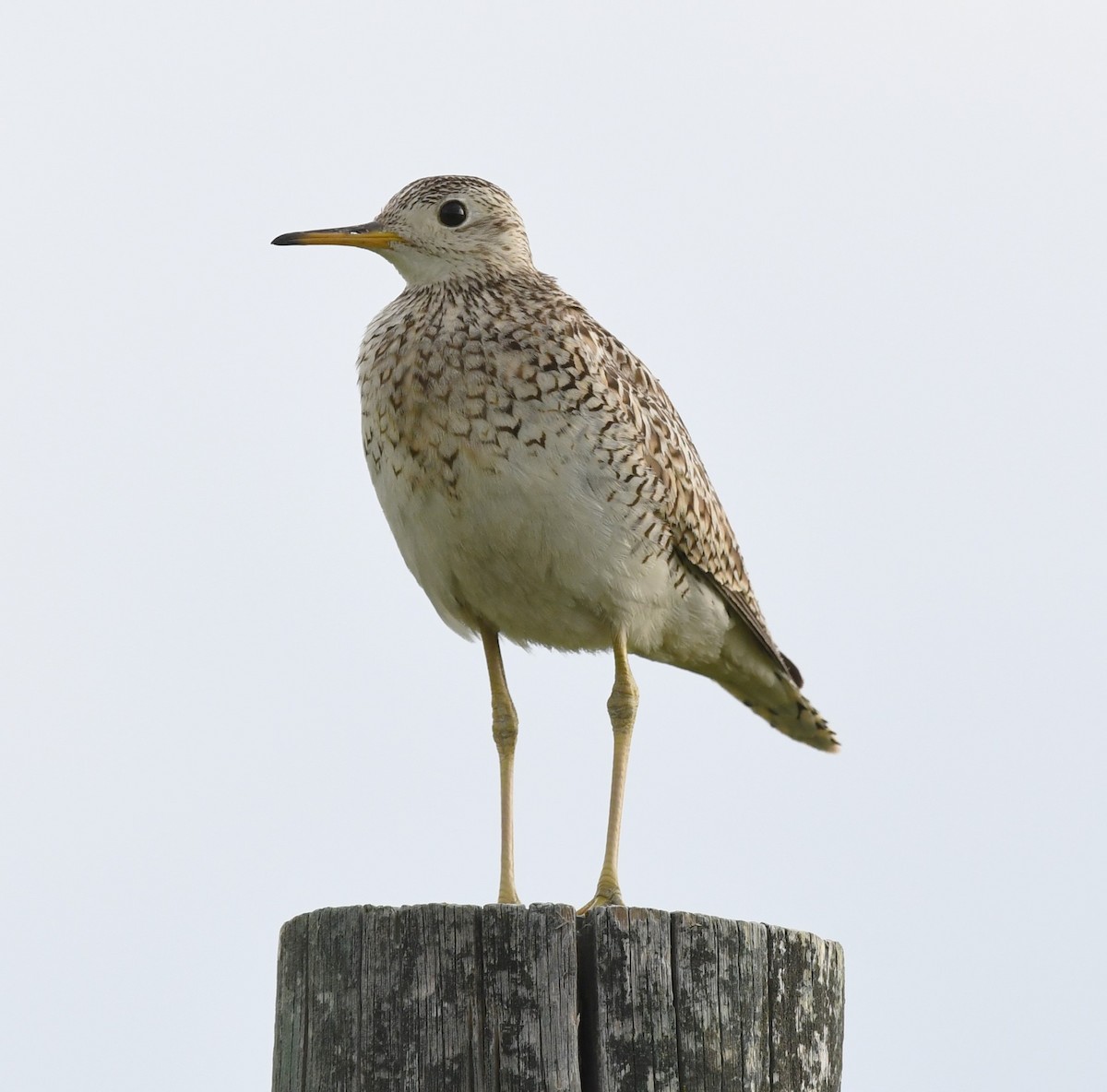 Upland Sandpiper - ML481537671