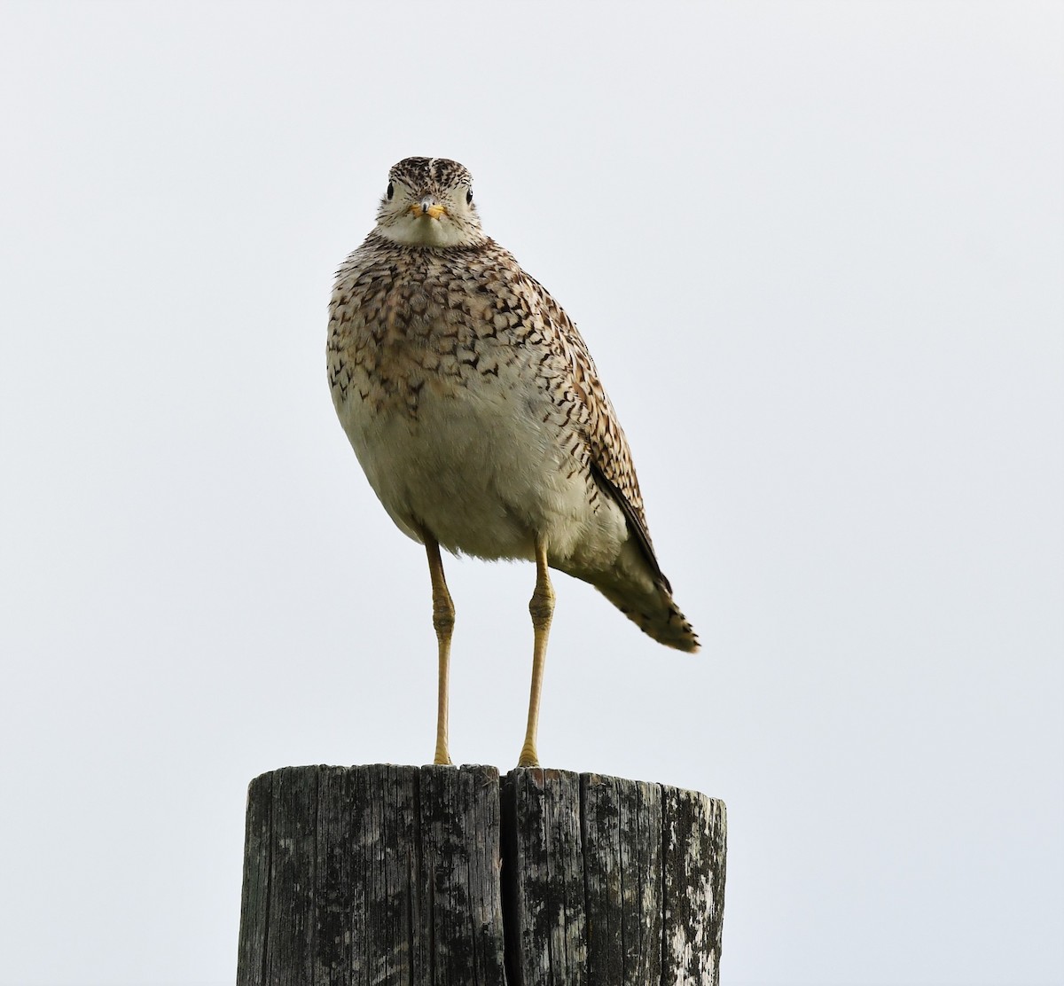 Upland Sandpiper - ML481537811