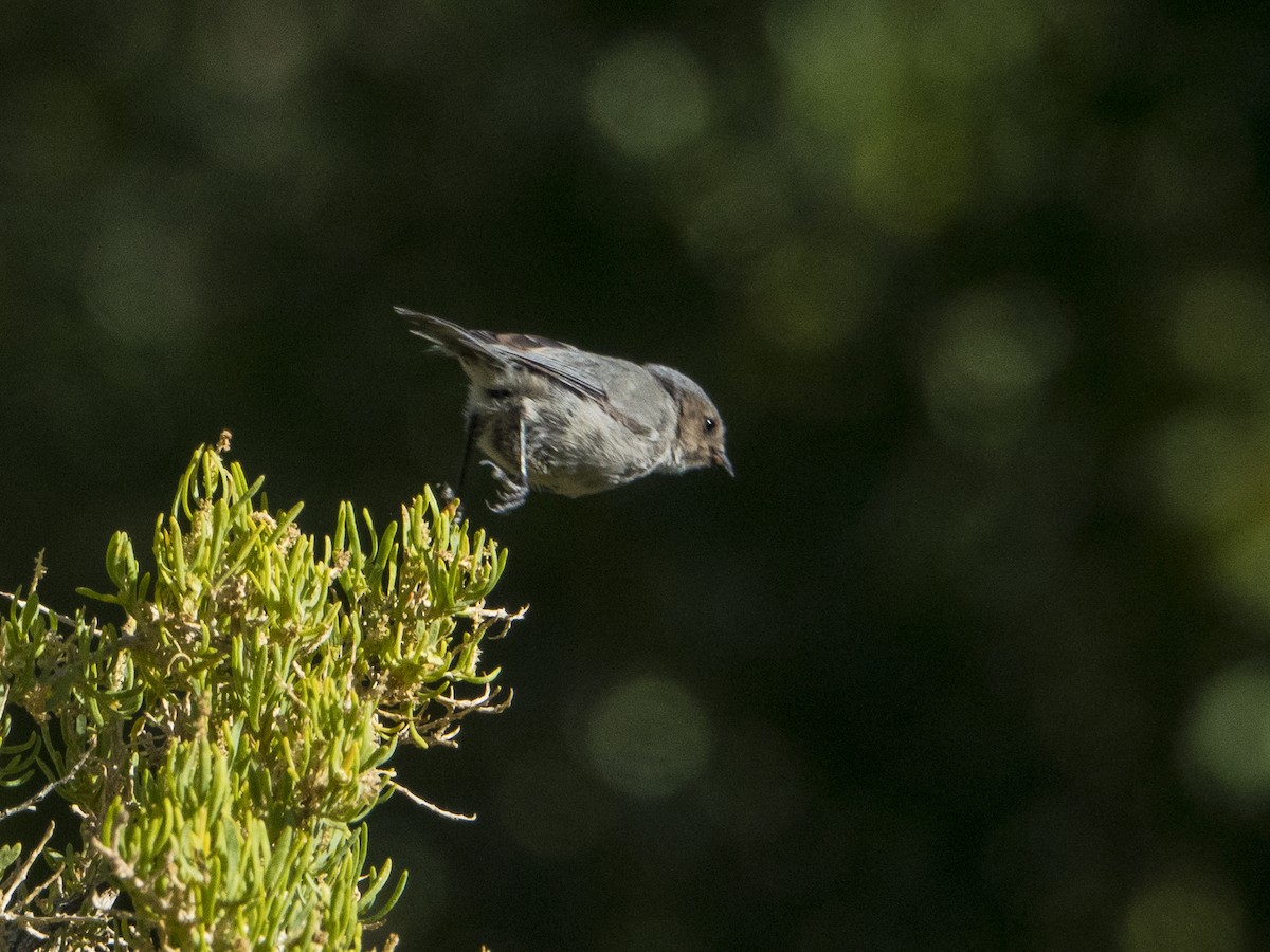 Bushtit - ML481537971