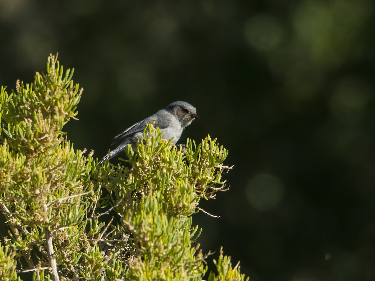 Bushtit - Glenn Kincaid