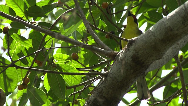 Australasian Figbird - ML481538