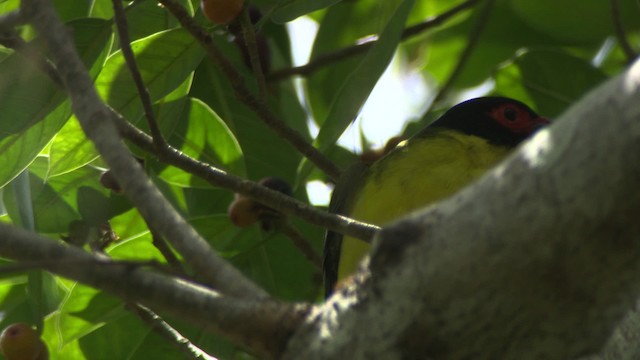 Australasian Figbird - ML481539