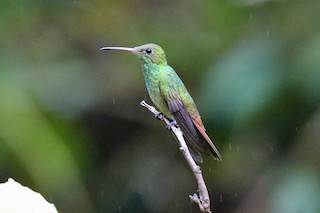 ハイバラエメラルドハチドリ（handleyi） - eBird