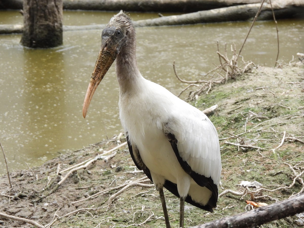 Wood Stork - ML481539641