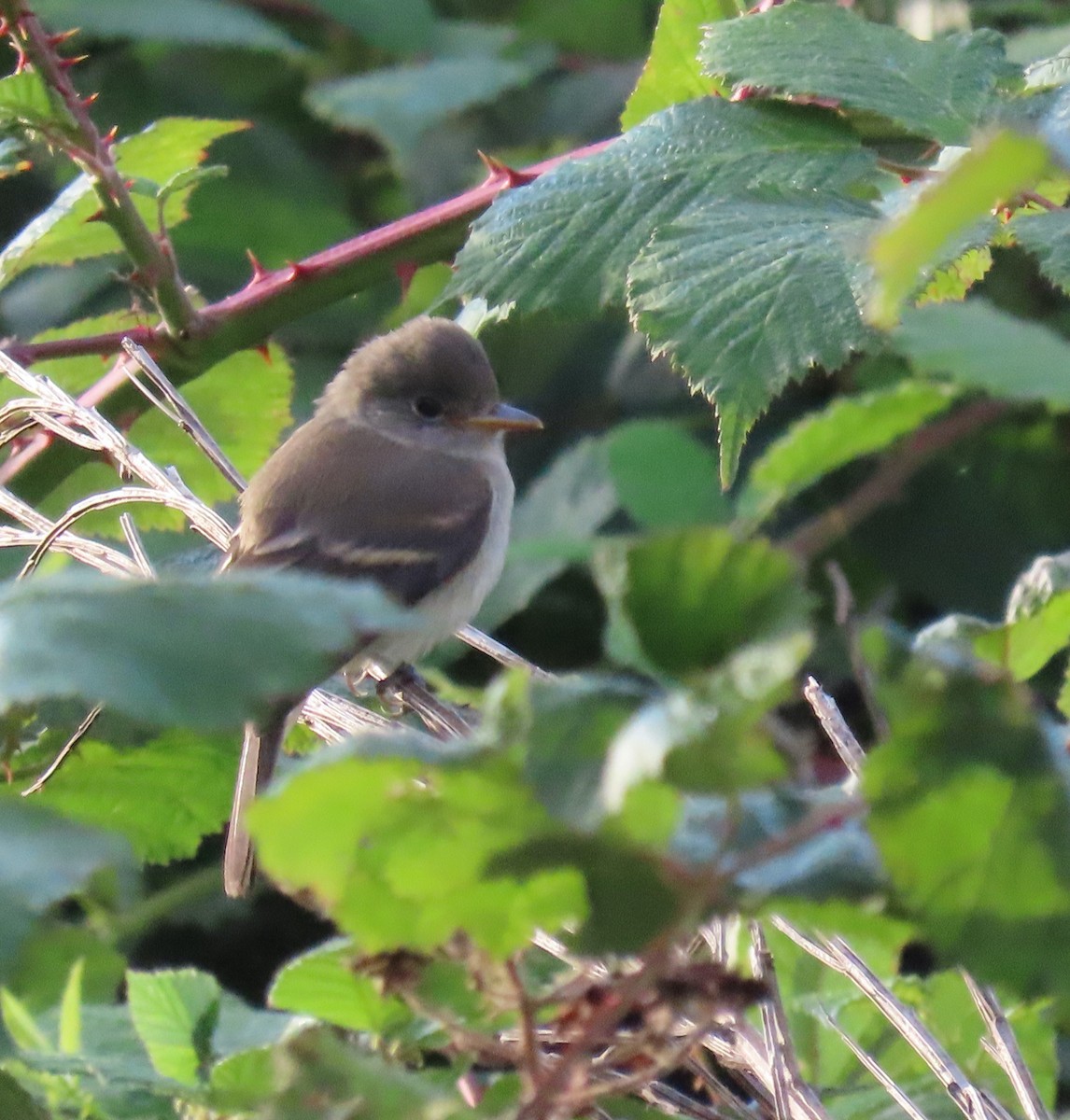 Willow Flycatcher - ML481540621