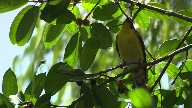 Australasian Figbird - ML481541