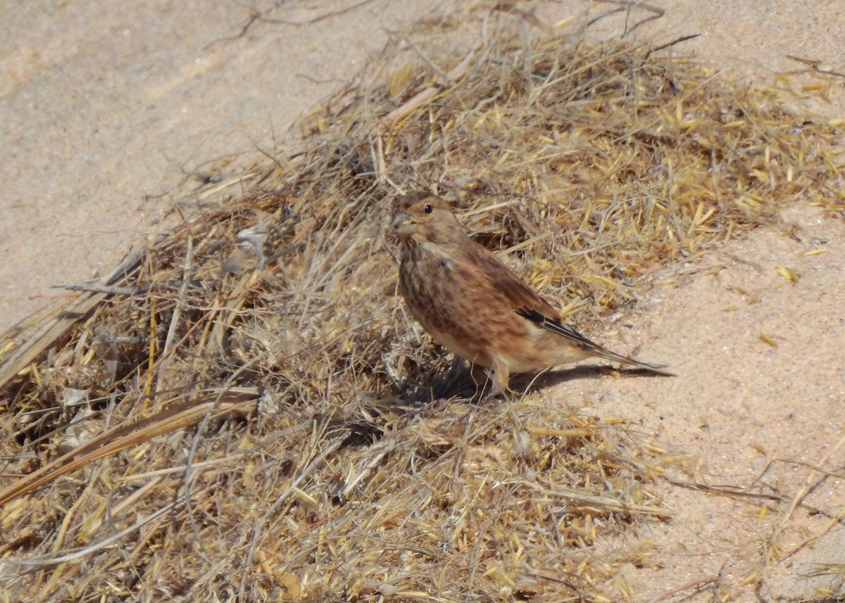 Eurasian Linnet - Luís Lourenço