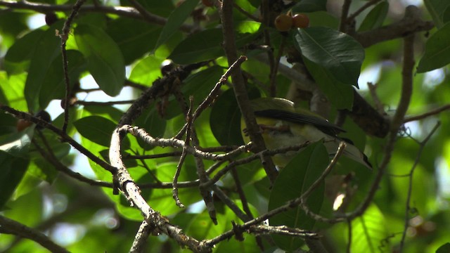 Australasian Figbird - ML481542