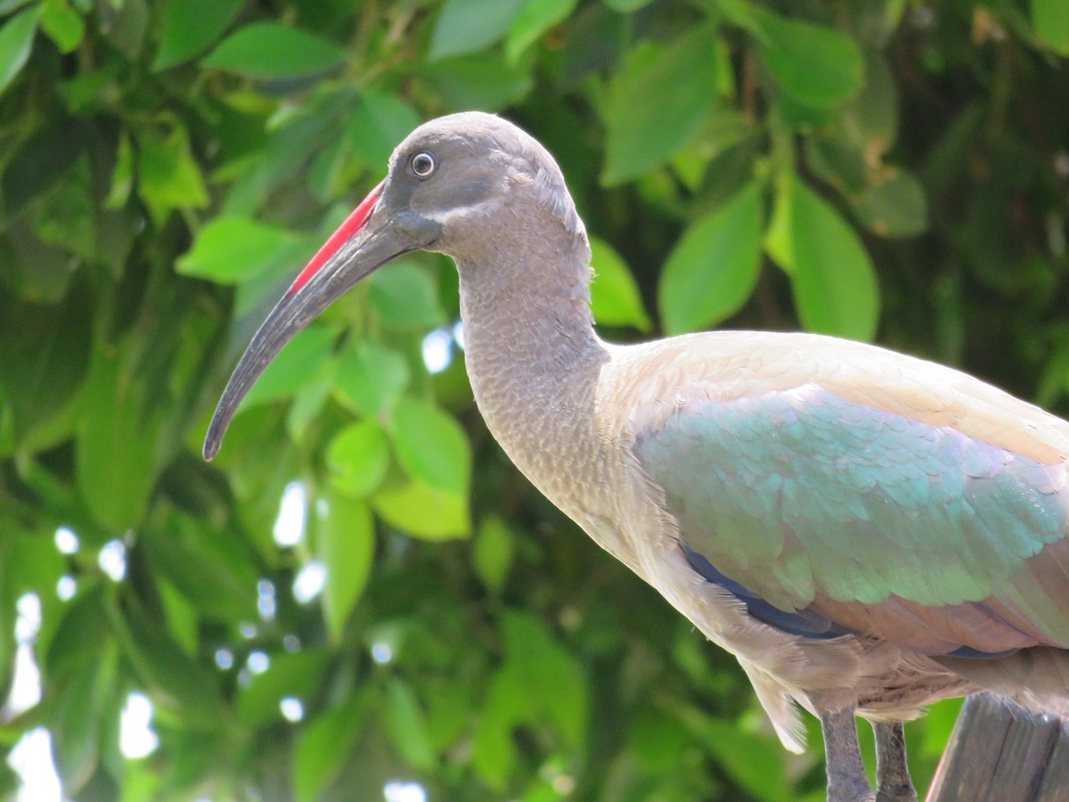 Hadada Ibis - Kai Ruske