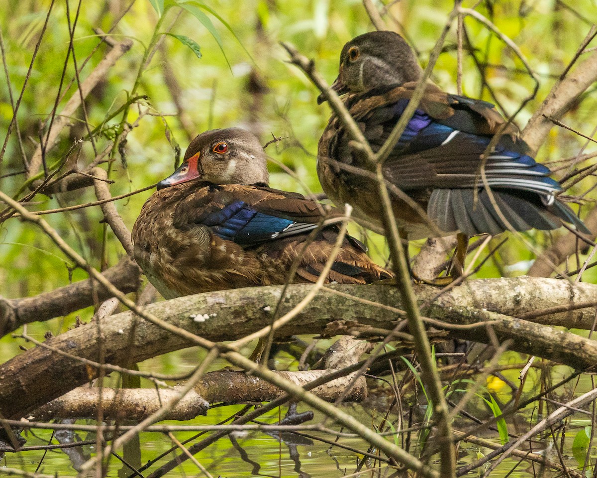 Wood Duck - ML481545211