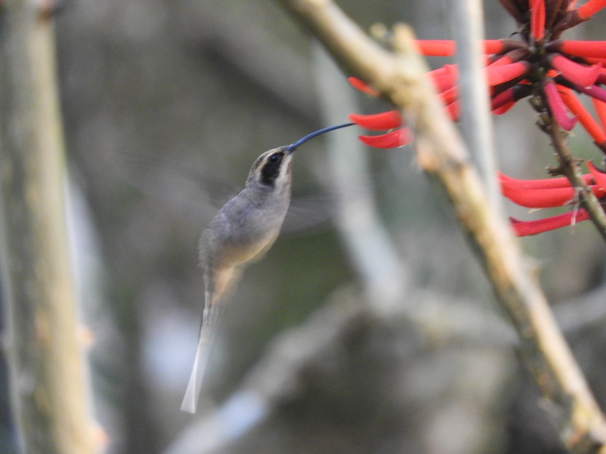 Planalto Hermit - ML481545221